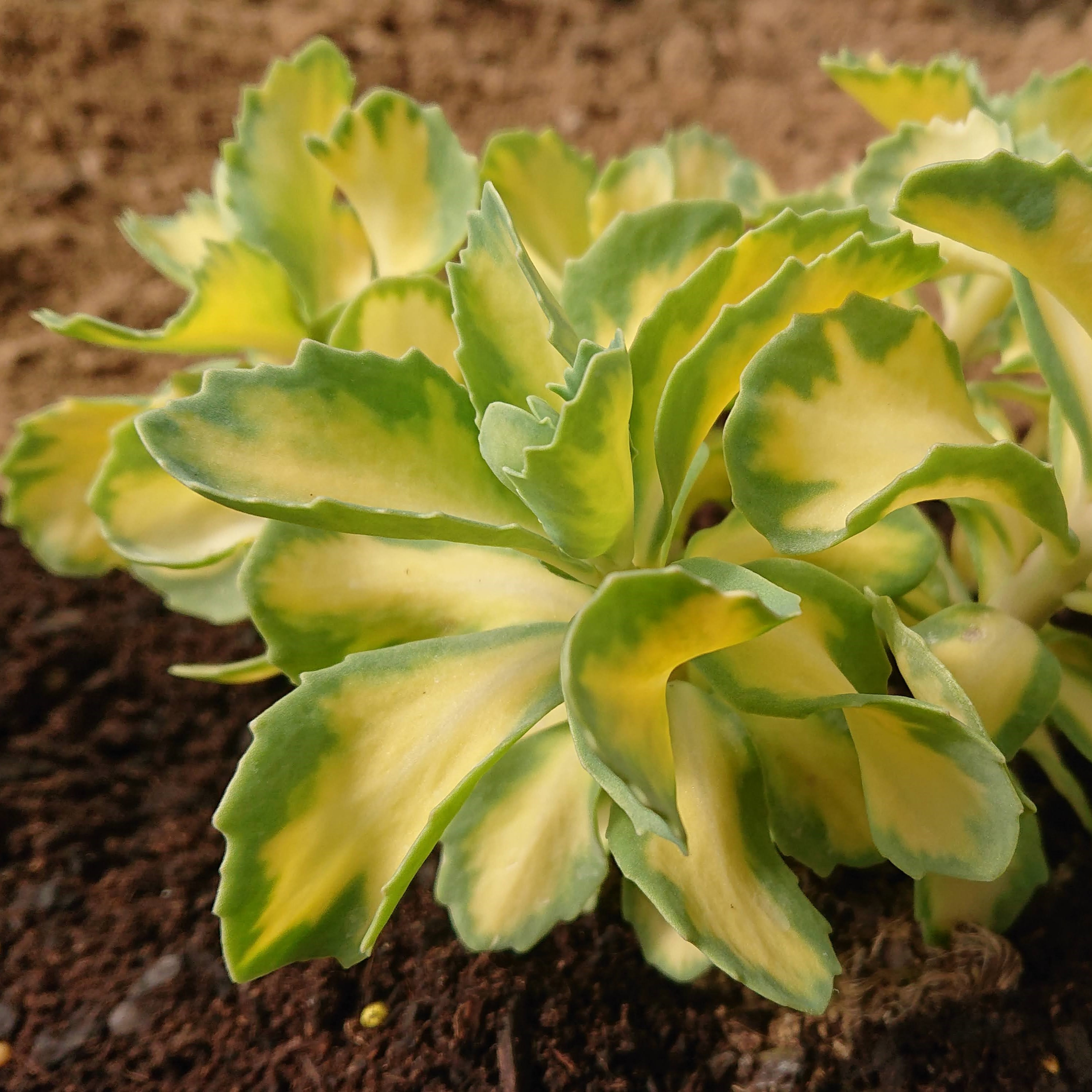 Passion Vivaces Sedum Mediovariegatum orpin pot 1 L panaché