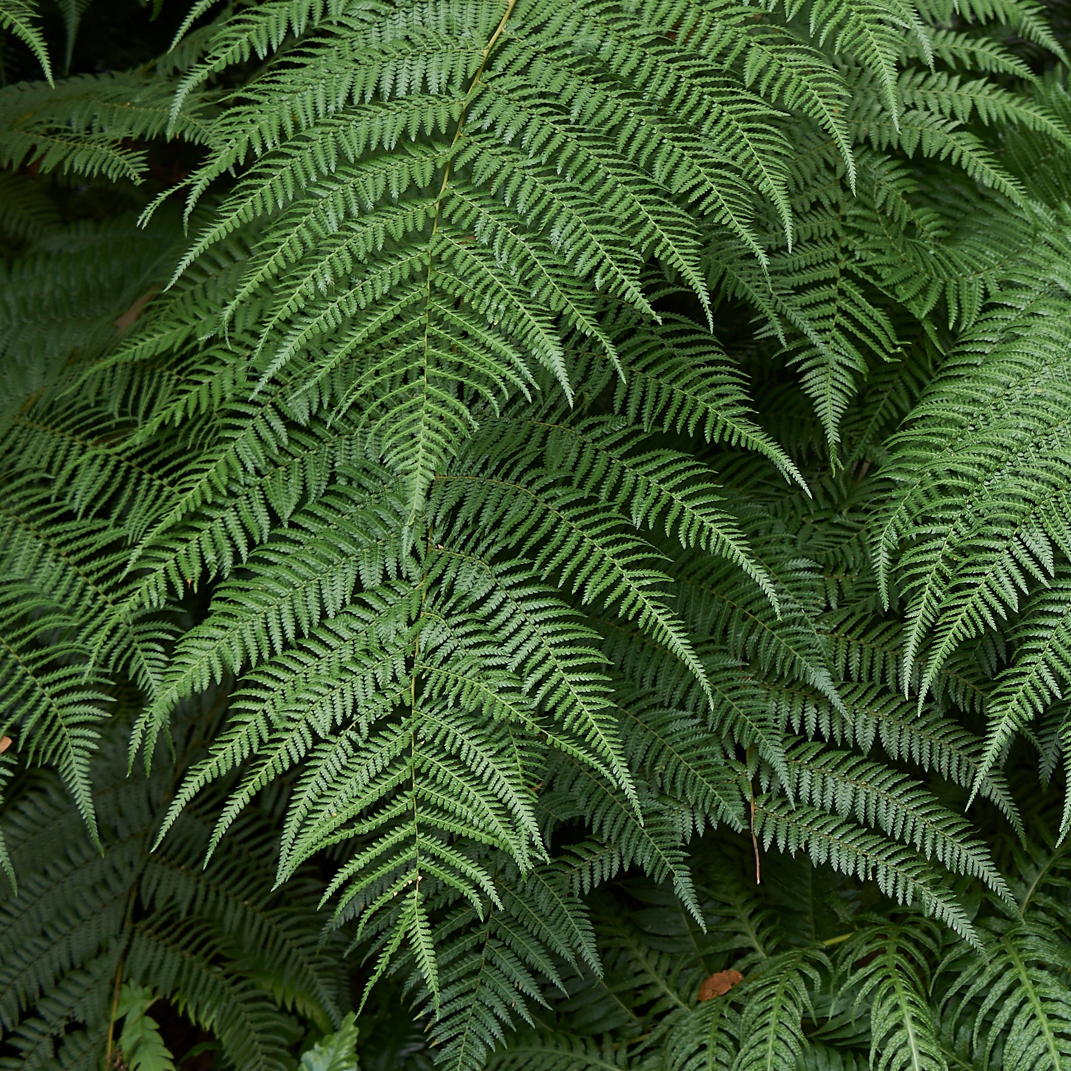 Bakker Plantes vivaces Fougère Tasmanie pot 9 cm