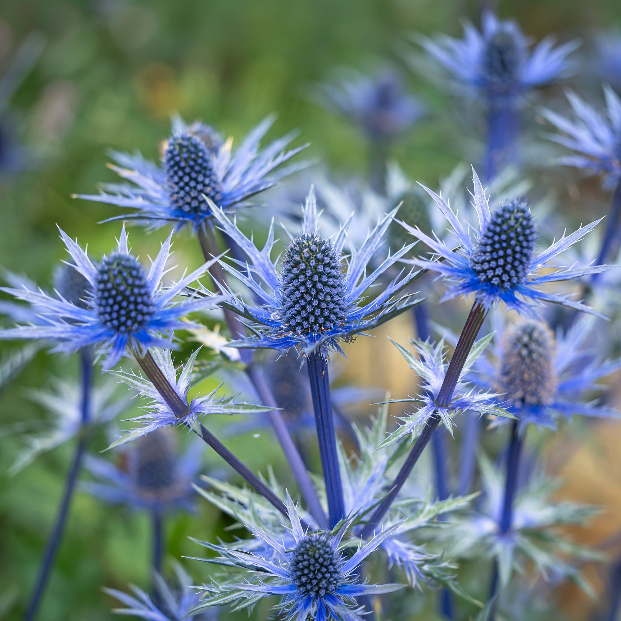 Bakker Panicaut Big Blue hybride pot 8cm bleu acier