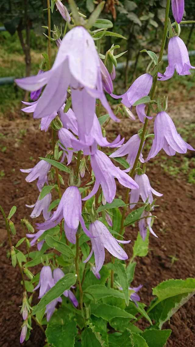 Passion Vivaces CAMPANULA sarmatica Hemelstraling pot 1L bleue