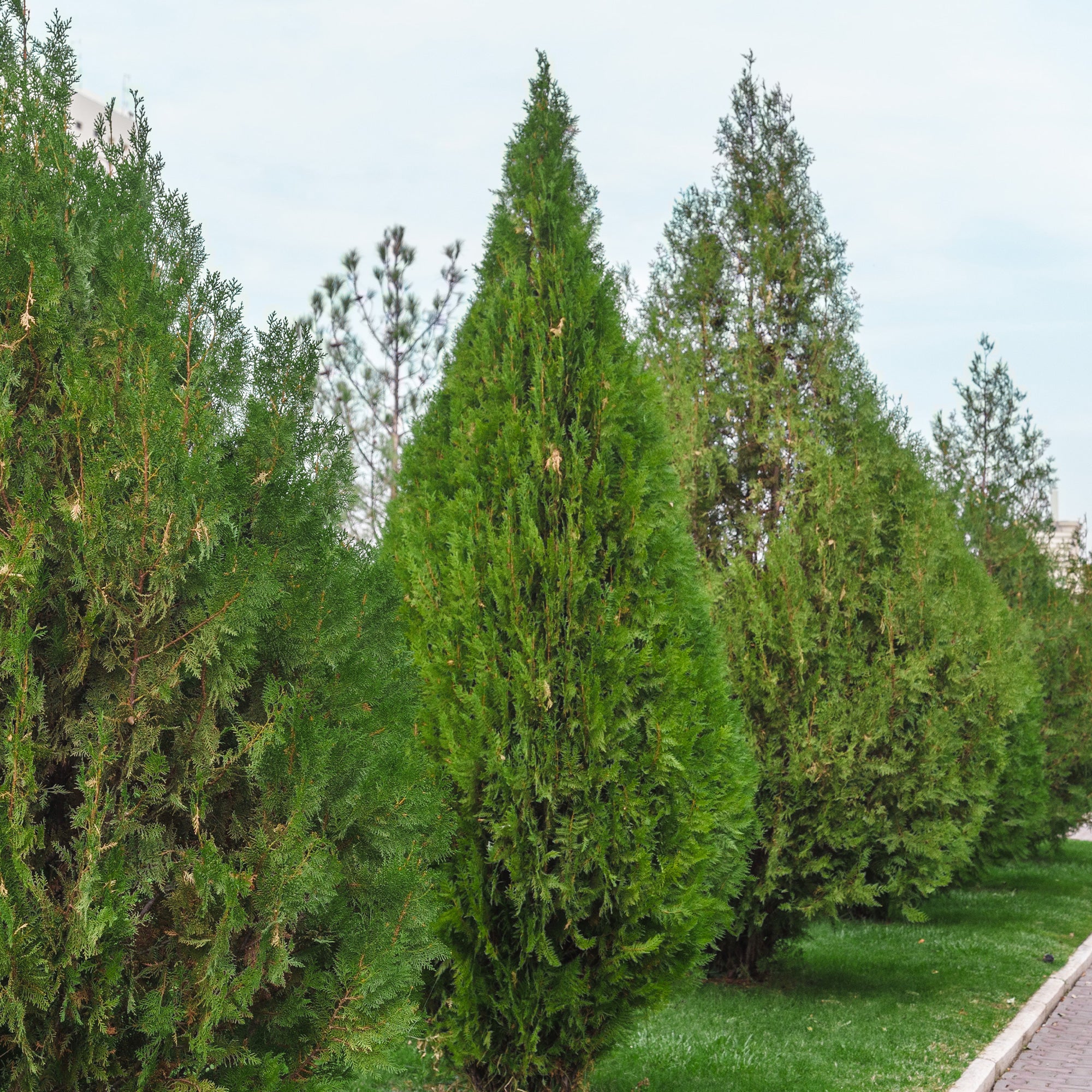 Bakker Thuja Brabant conifère pot 21cm 80-100cm persistant