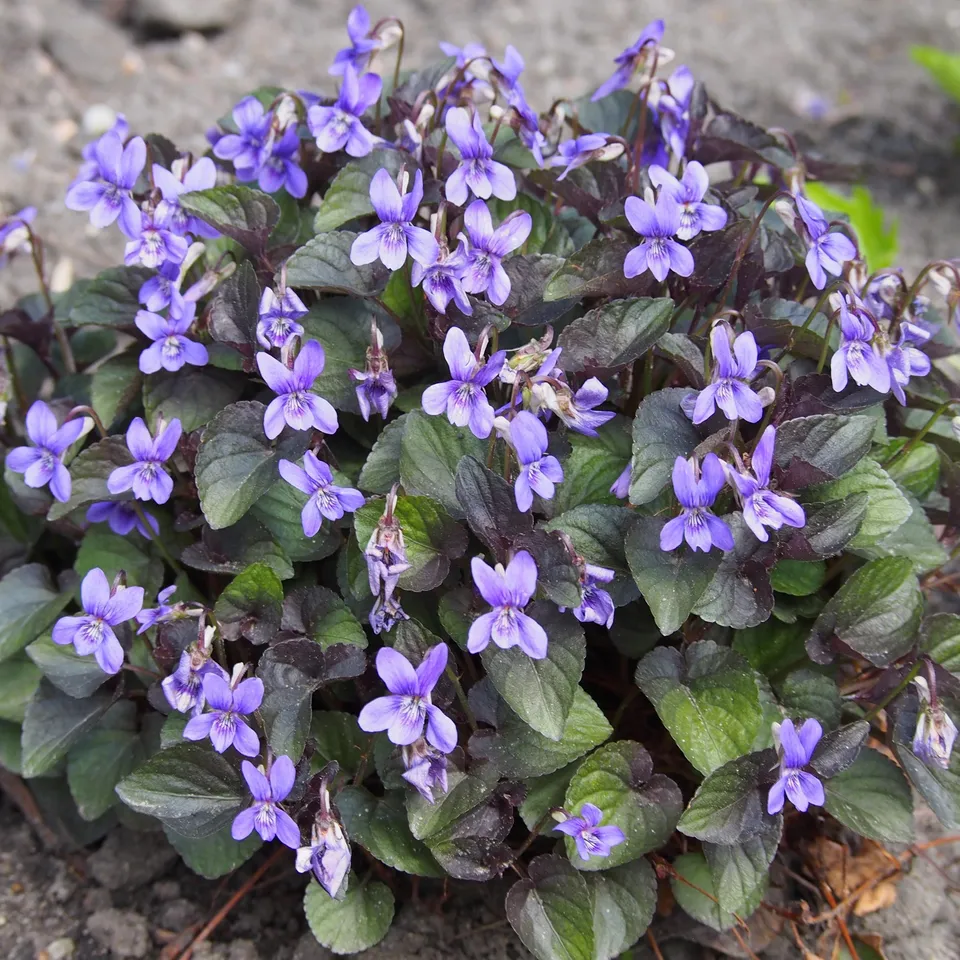 Passion Vivaces Viola labradorica violette godet feuille pourpre
