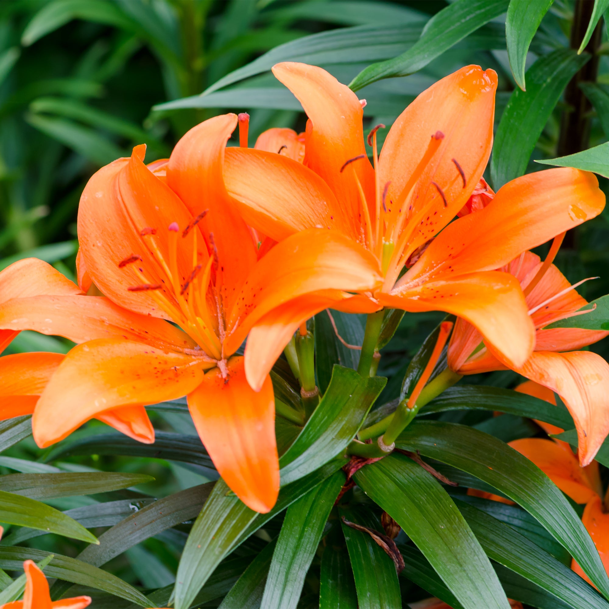 Bakker 3 Lis orange bulbes fleurs sachet 3 orange 60cm