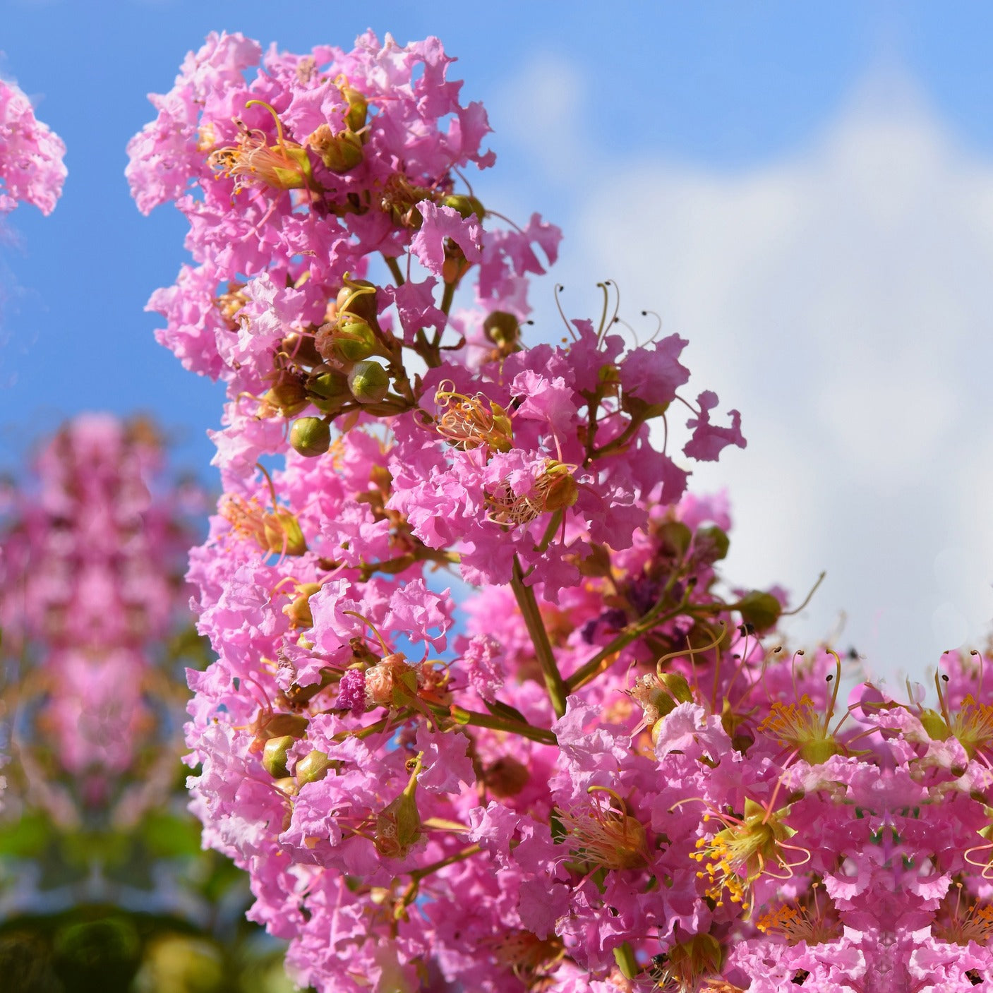 Bakker Arbustes Lilas des Indes rose pot 9cm floraison été