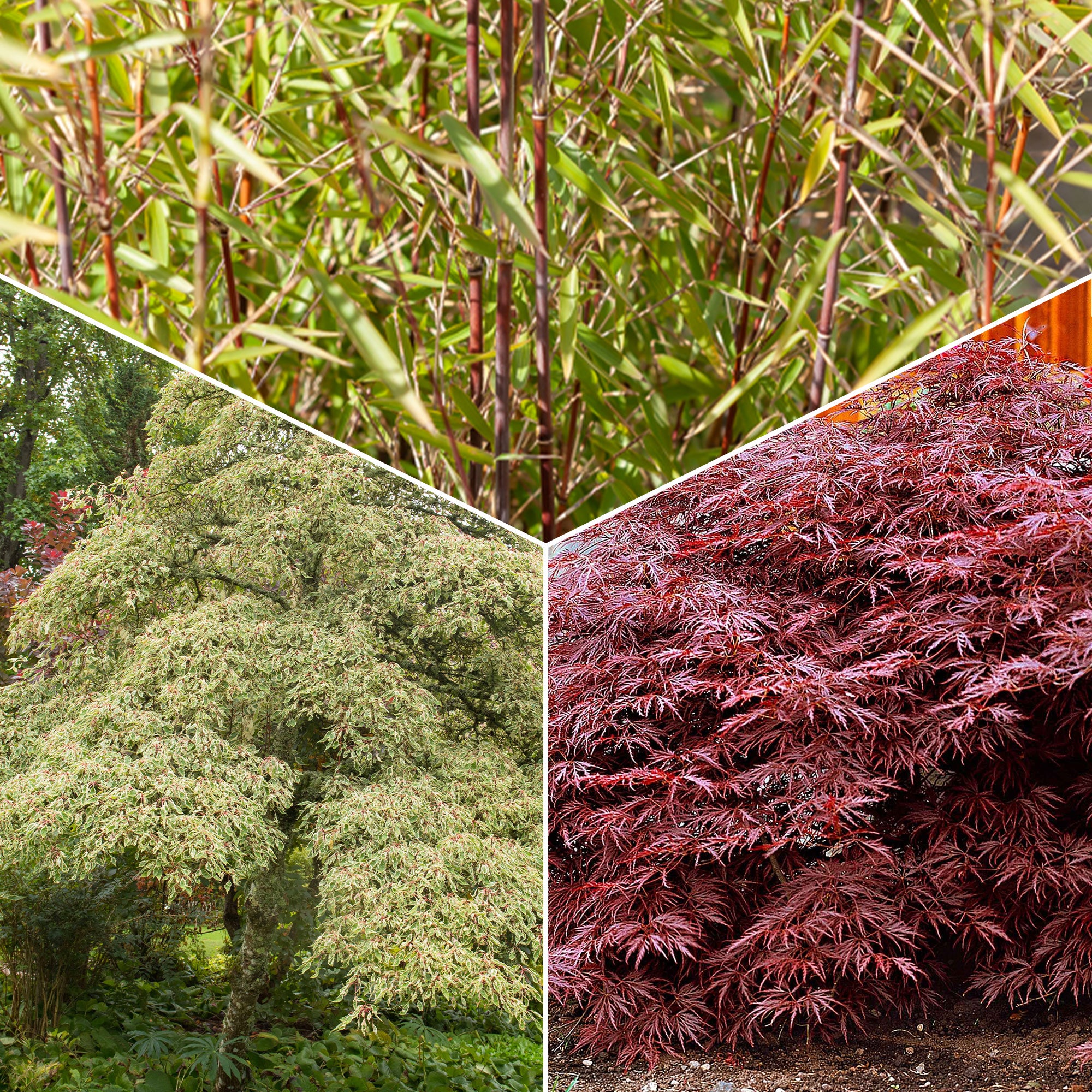 Bakker Collection 3 arbustes jardin japonais pot 1.5-2L persistants