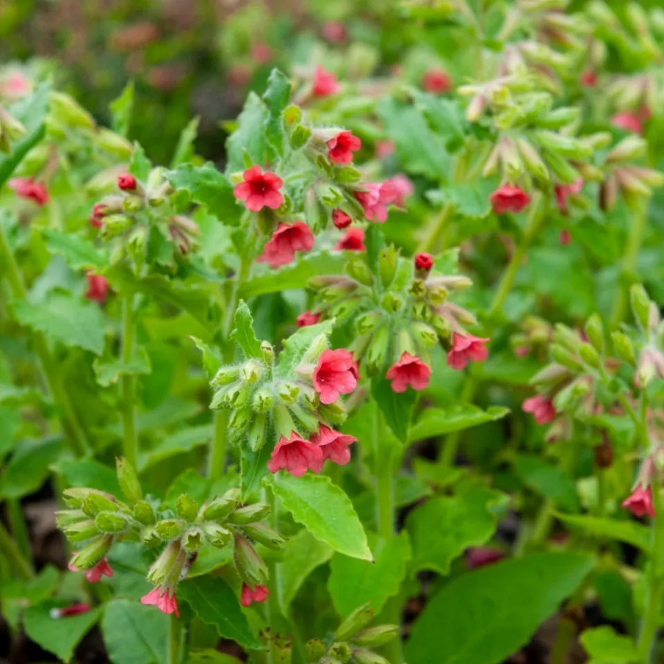 Bakker Pulmonaire rouge vivace couvre-sol pot 9cm