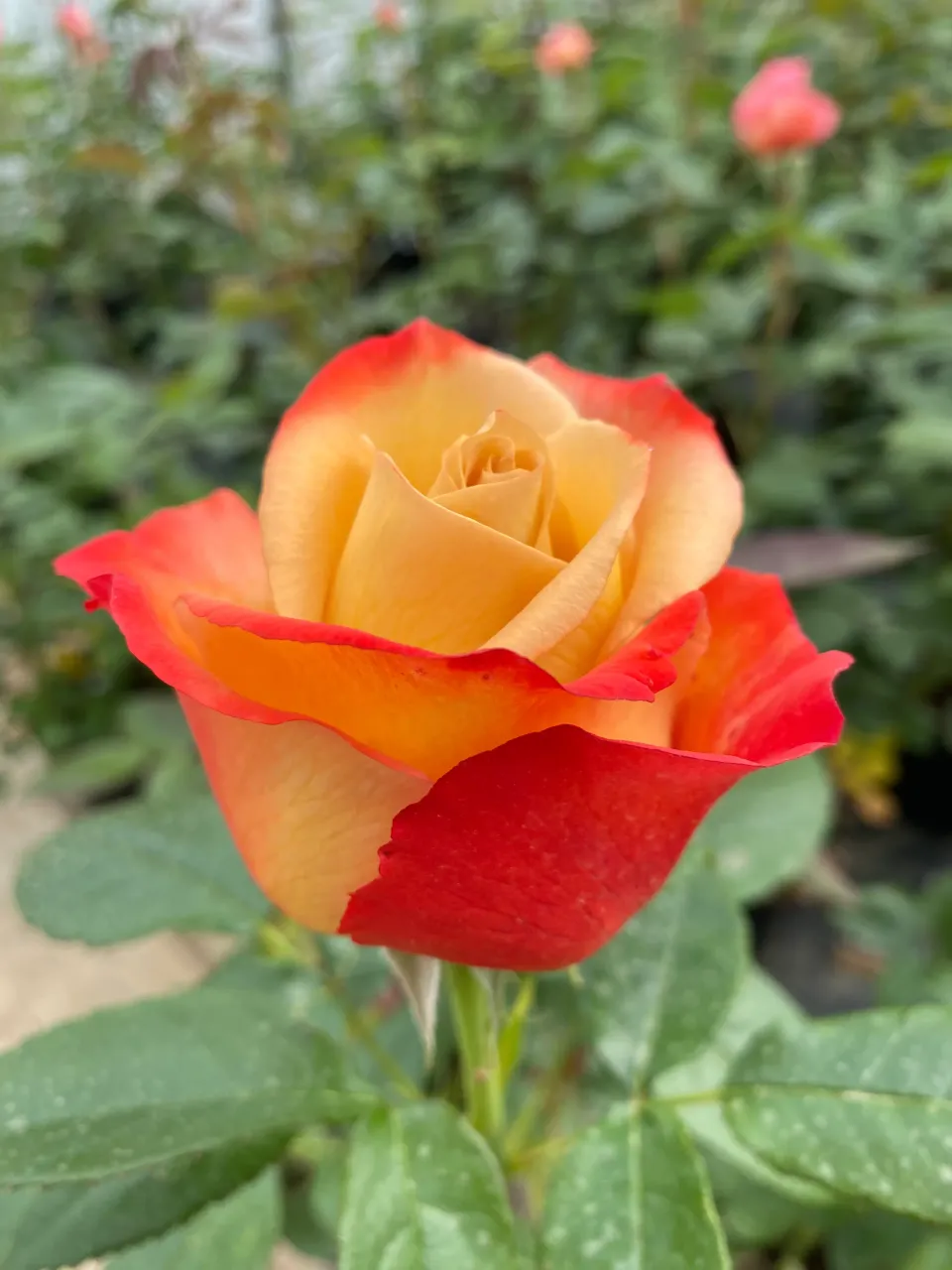 Michel Adam Vendée Impériale rosier buisson orange