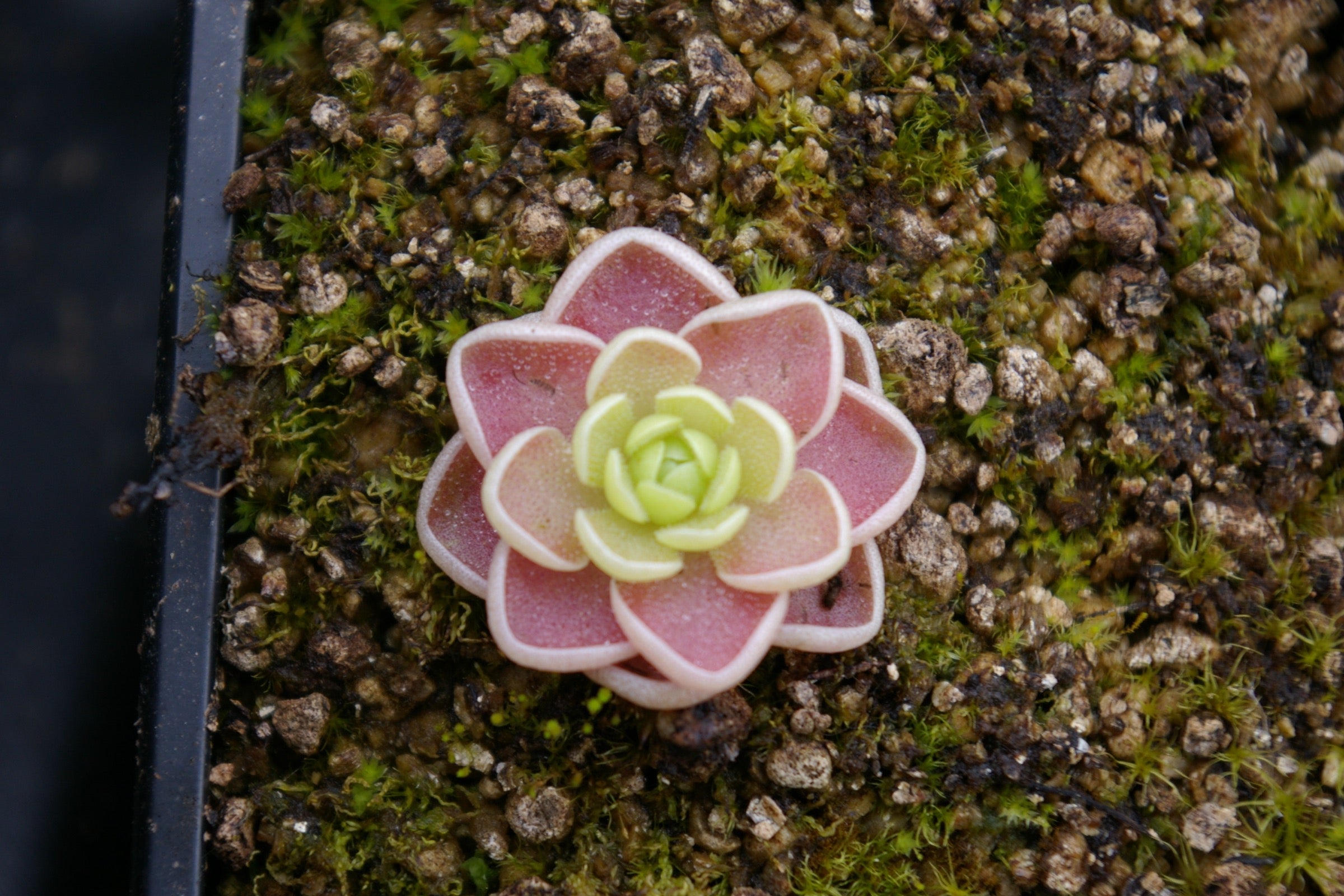 Carniflore Pinguicula esseriana plante carnivore rosette rose