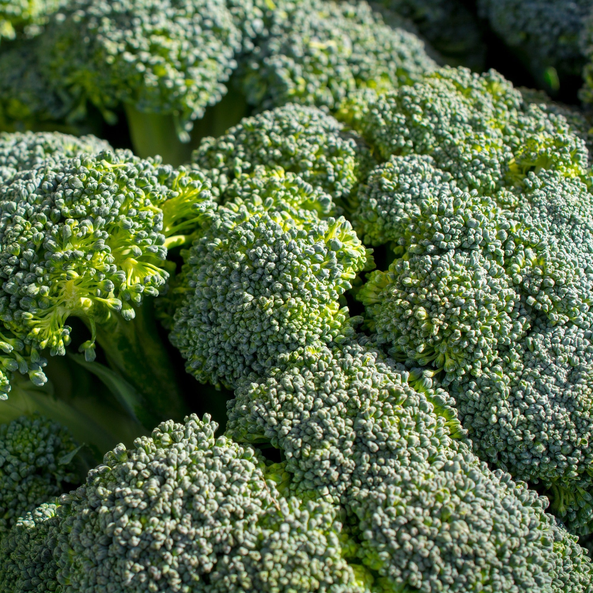 Bakker Potager Brocoli Calabrese Natalino Bio sachet 1,5g tendre