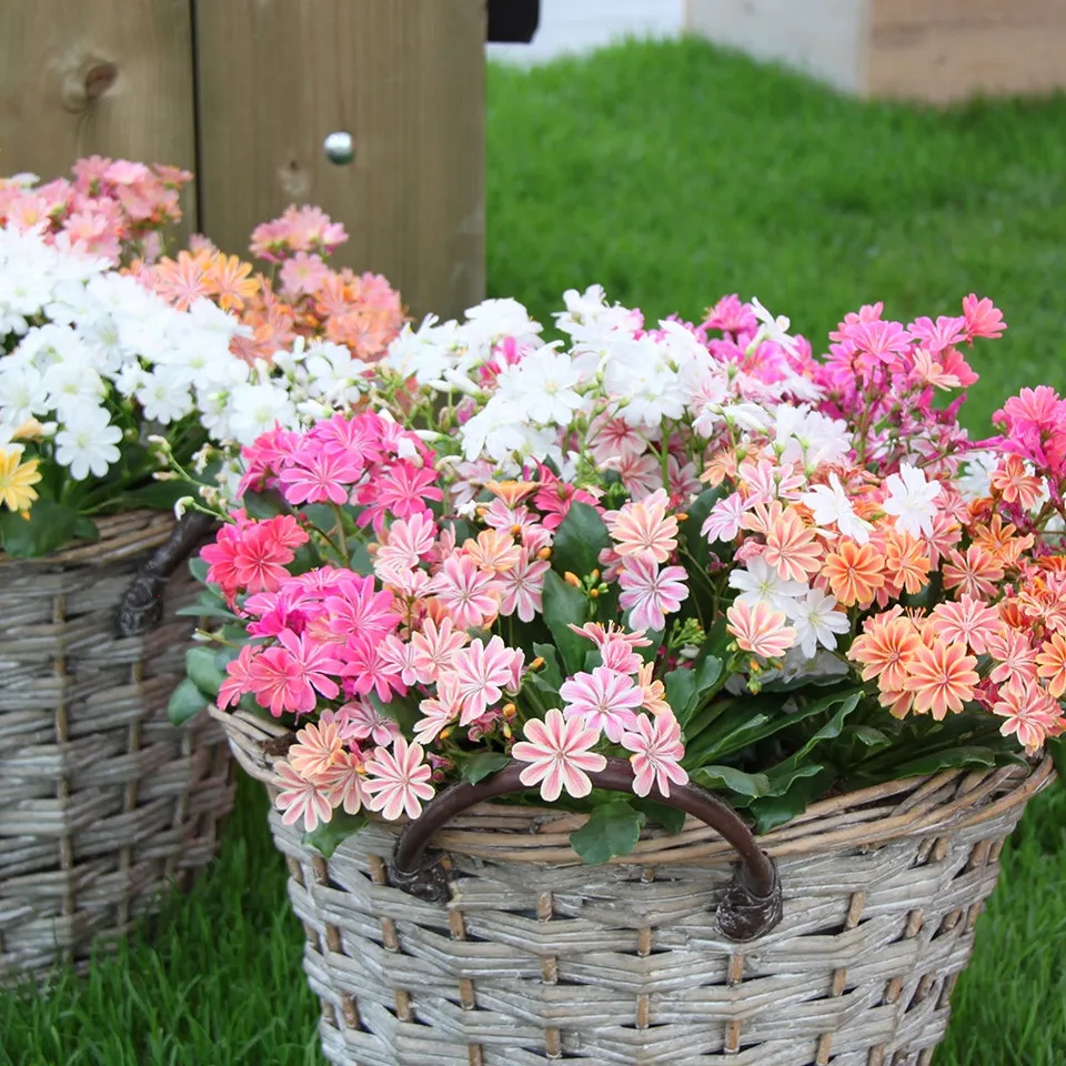 Bakker Lewisia Elise mélange 3 vivaces pots rocaille