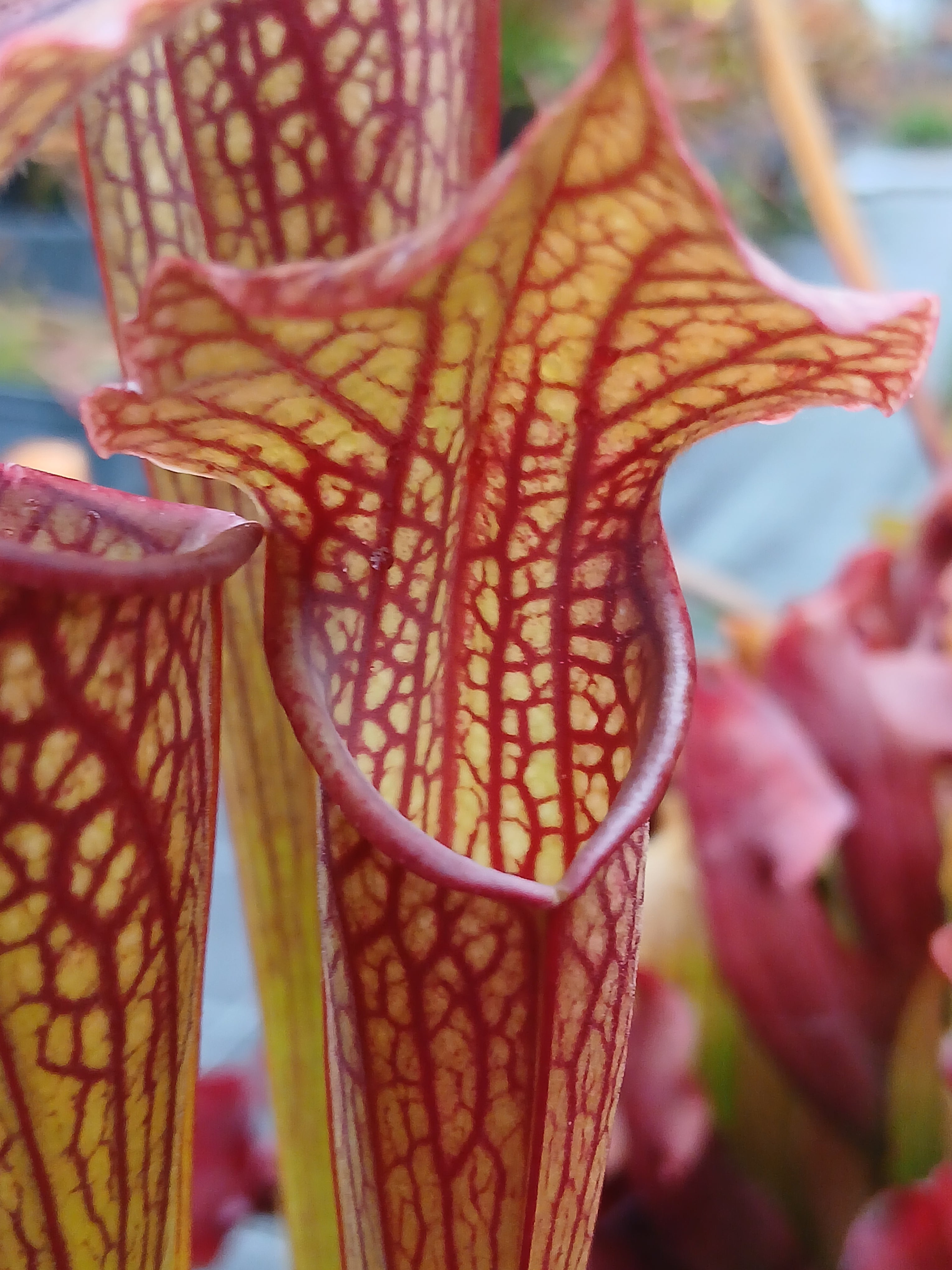 Carniflore Sarracenia Daniel Rudd plante carnivore 1 point