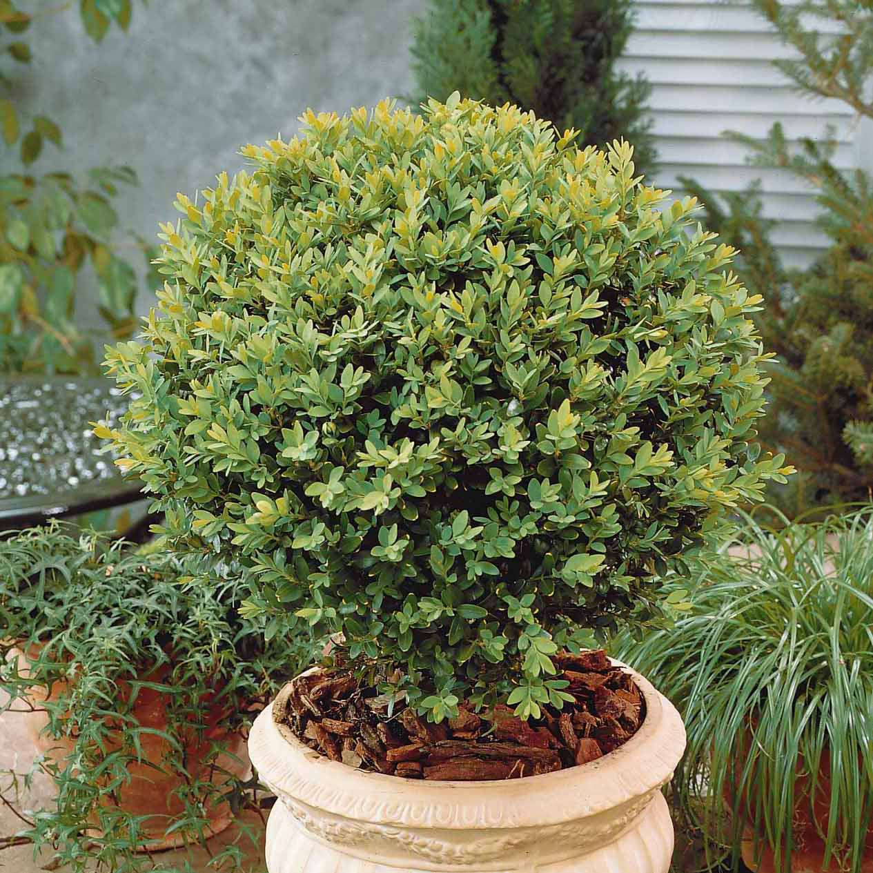 Bakker Buis boule Buxus pot 2L persistant 20 cm