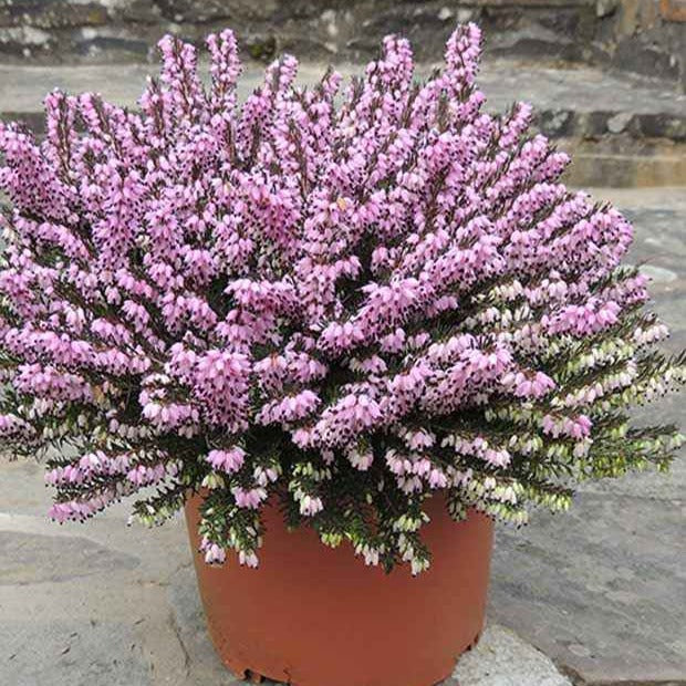 Bakker Furzey bruyère d'hiver pot 8cm fleurs roses