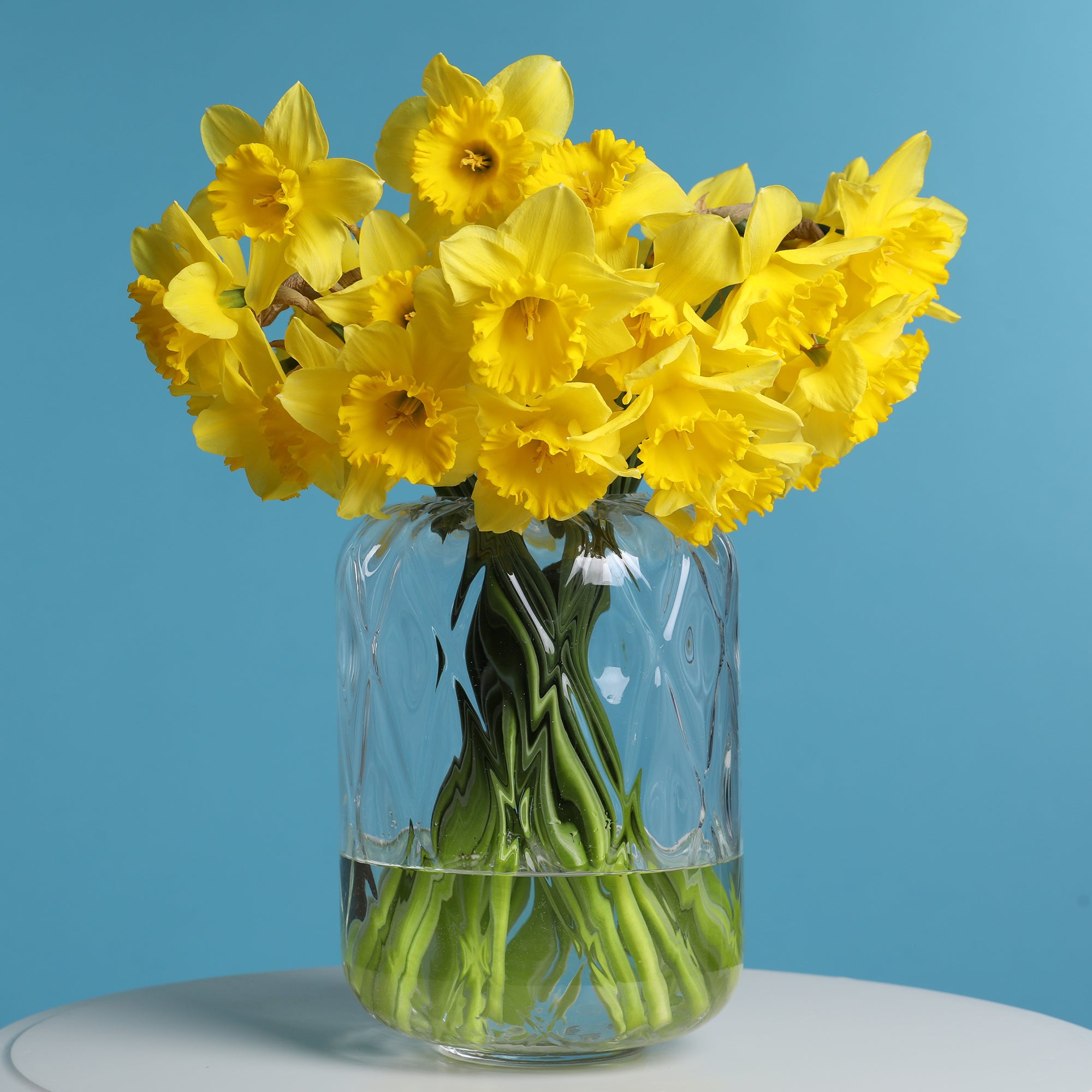 Bakker Bulbes à fleurs Dutch Master narcisse jaune sachet de 5