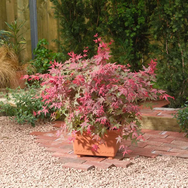 Bakker Érable japonais Beni-maiko pot 3L 40-50cm