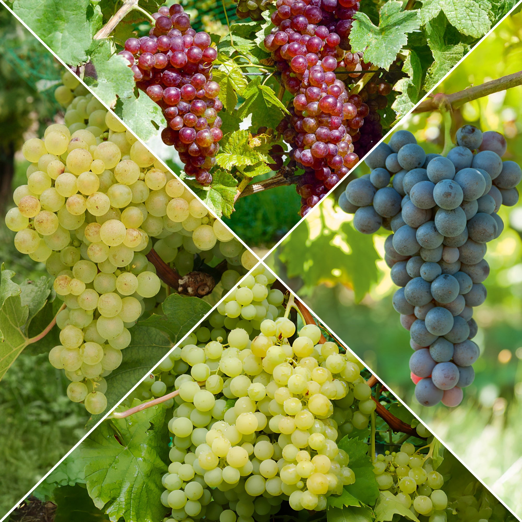 Bakker Collection de vignes fruitier 4 mottes 2 ans grimpant
