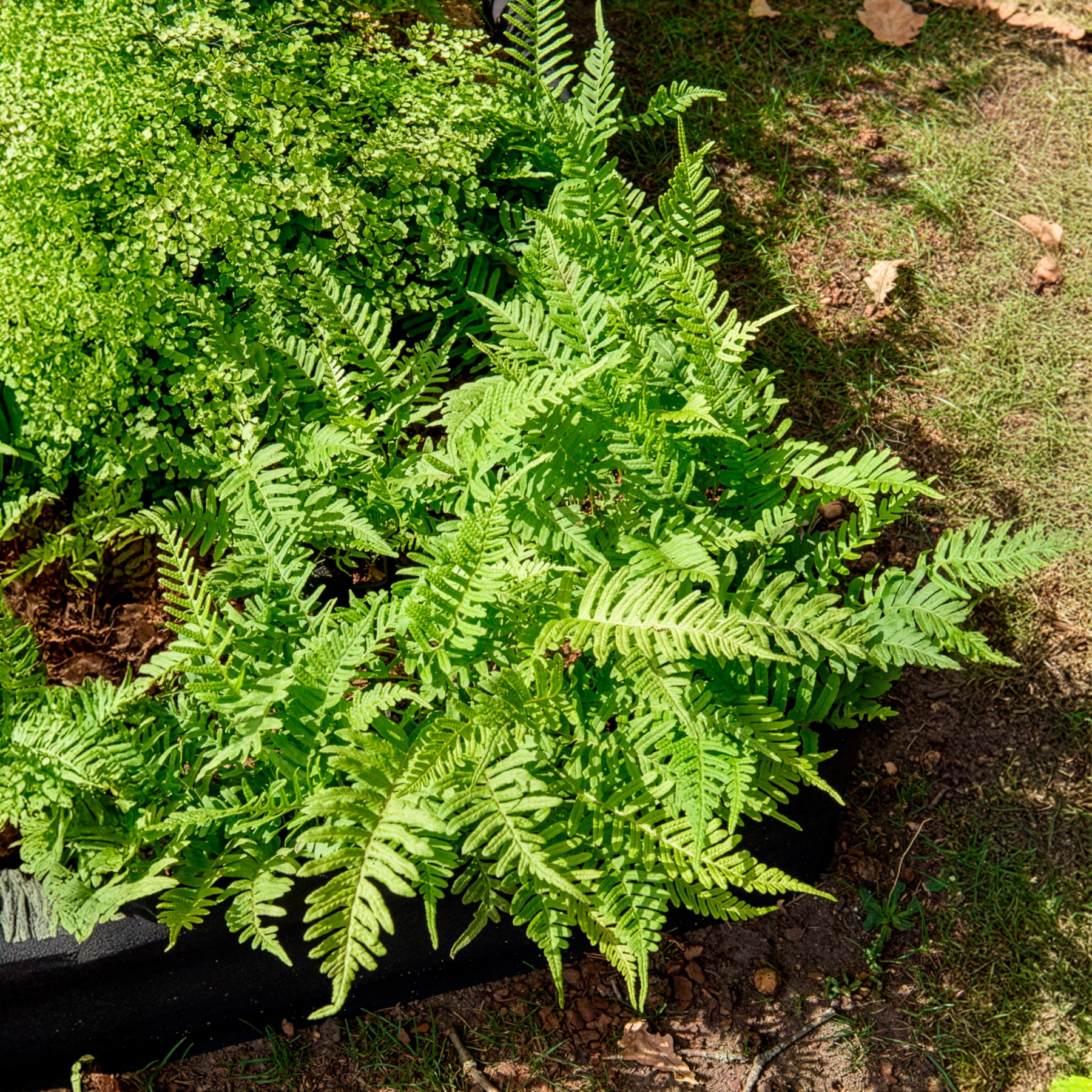 Bakker Polypode commun fougère persistante pot Ø 9 cm