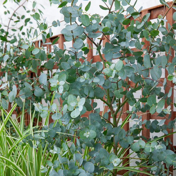 Bakker Eucalyptus gunnii arbre persistant pot 1.5L 70-90cm rustique