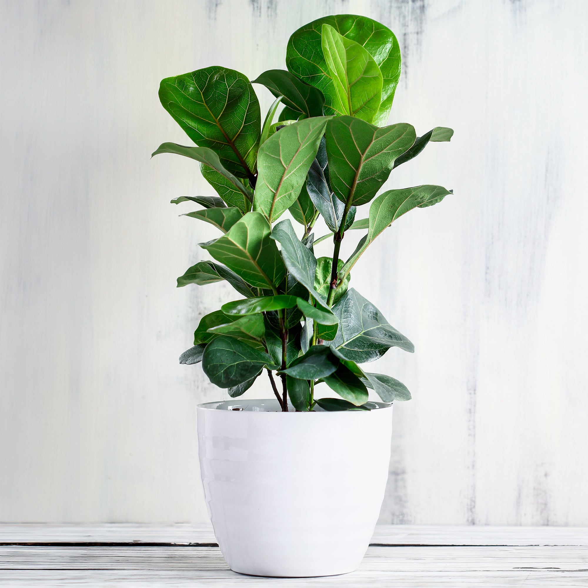 Bakker Ficus Lyrata figuier lyre plante verte pot 17cm 70-80cm