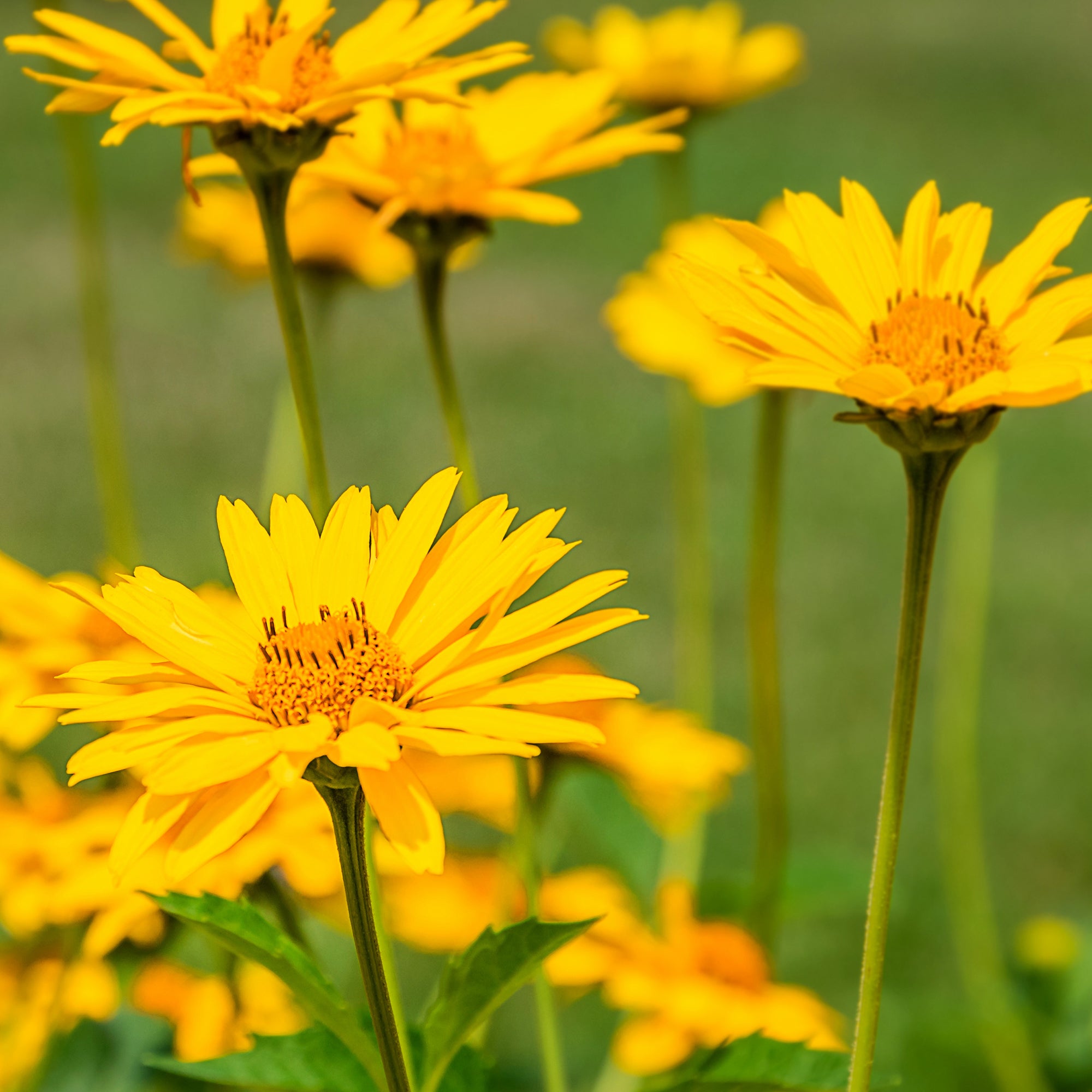 Bakker Arnica des montagnes vivace pot 9cm jaune
