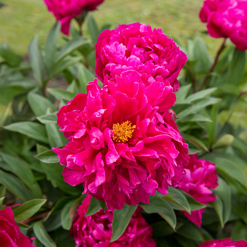 Bakker Pivoine Felix Crousse vivace pot 8cm fleurs fuchsia parfumées