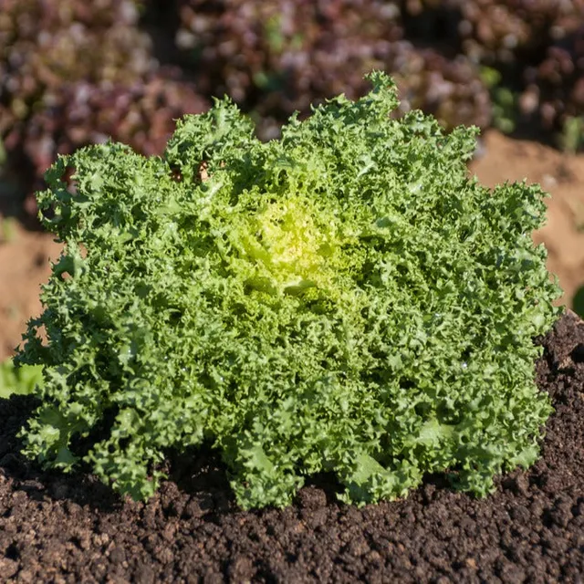 Bakker De Ruffec chicorée frisée sachet 4g rustique