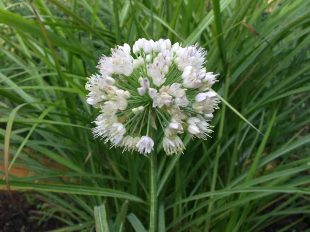 Passion Vivaces Allium nutans Isabelle plante vivace ombelles blanches