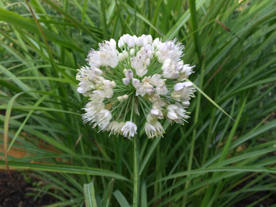 Passion Vivaces Allium nutans Isabelle plante vivace ombelles blanches