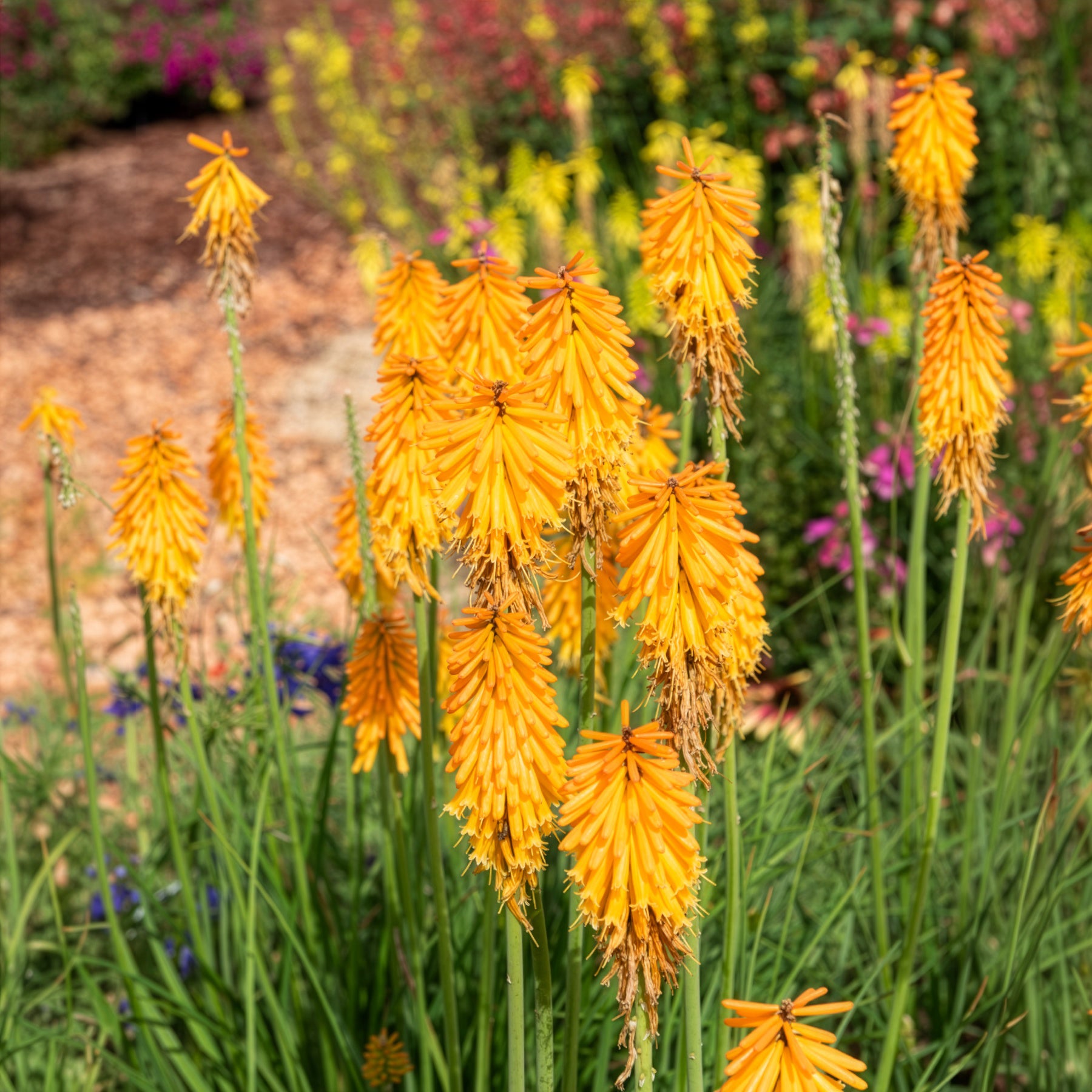 Bakker Tritoma Mango Popsicle Kniphofia fleur pot Ø9cm orange
