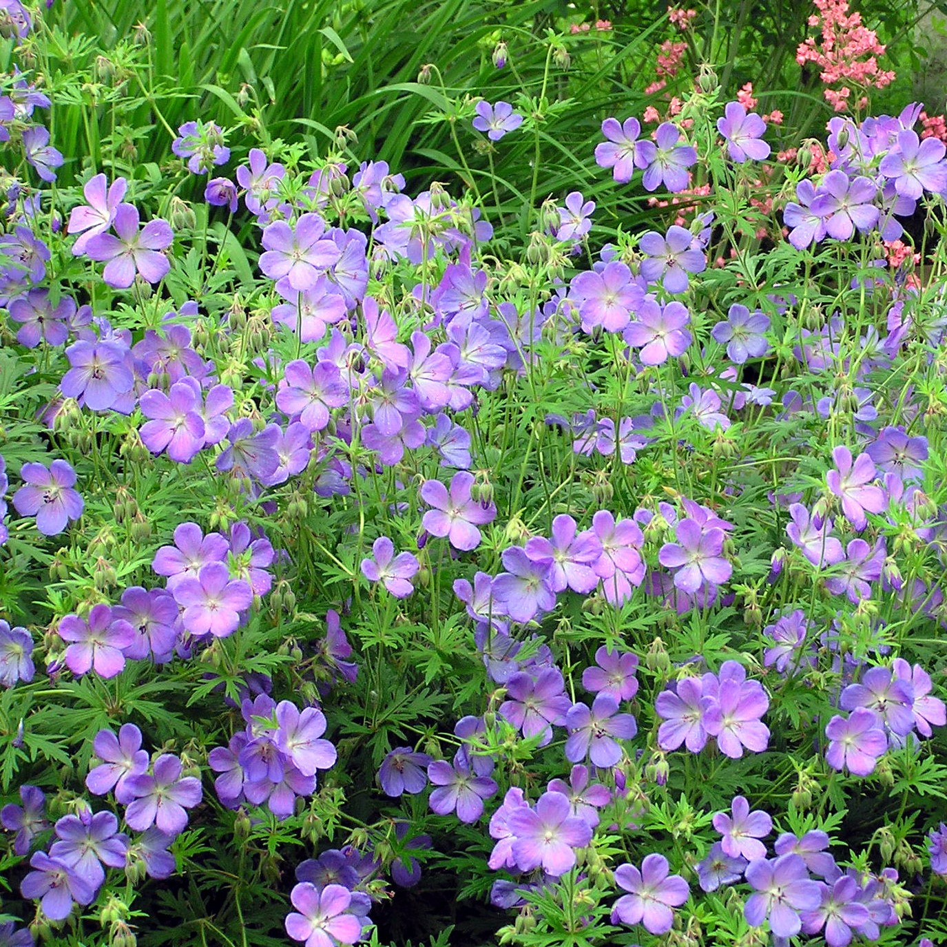 Passion Vivaces Geranium Johnson's Blue plante godet bleu intense
