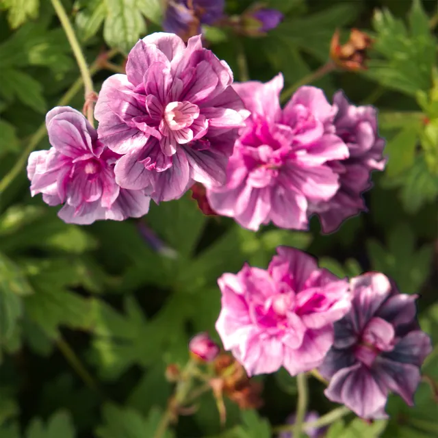 Bakker Plantes vivaces Géranium Birch Double rose racine nue x2