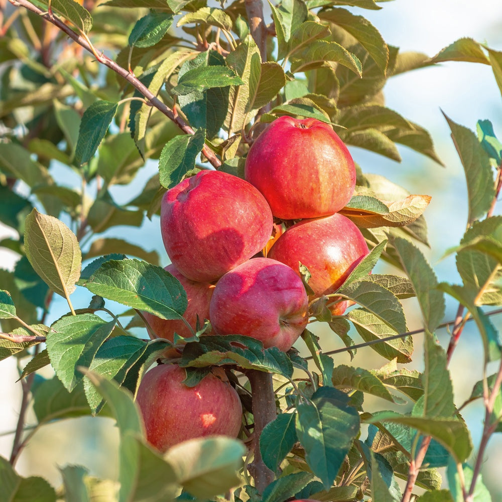 Bakker Pommier Summerred fruitier pot 5L 70-80cm sucré