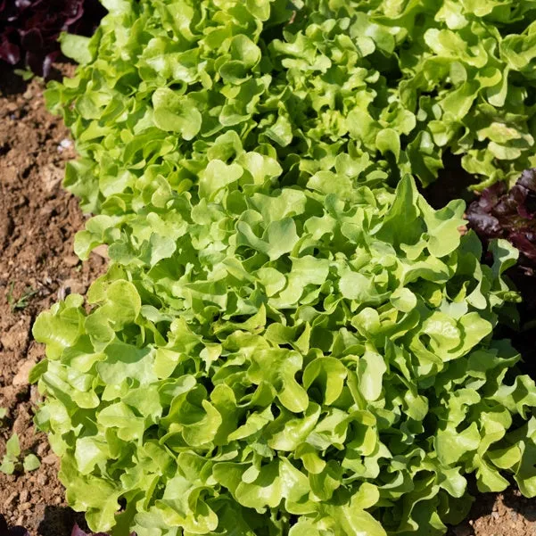 Bakker Laitue Feuille Chêne Blonde plants 6 mottes verte