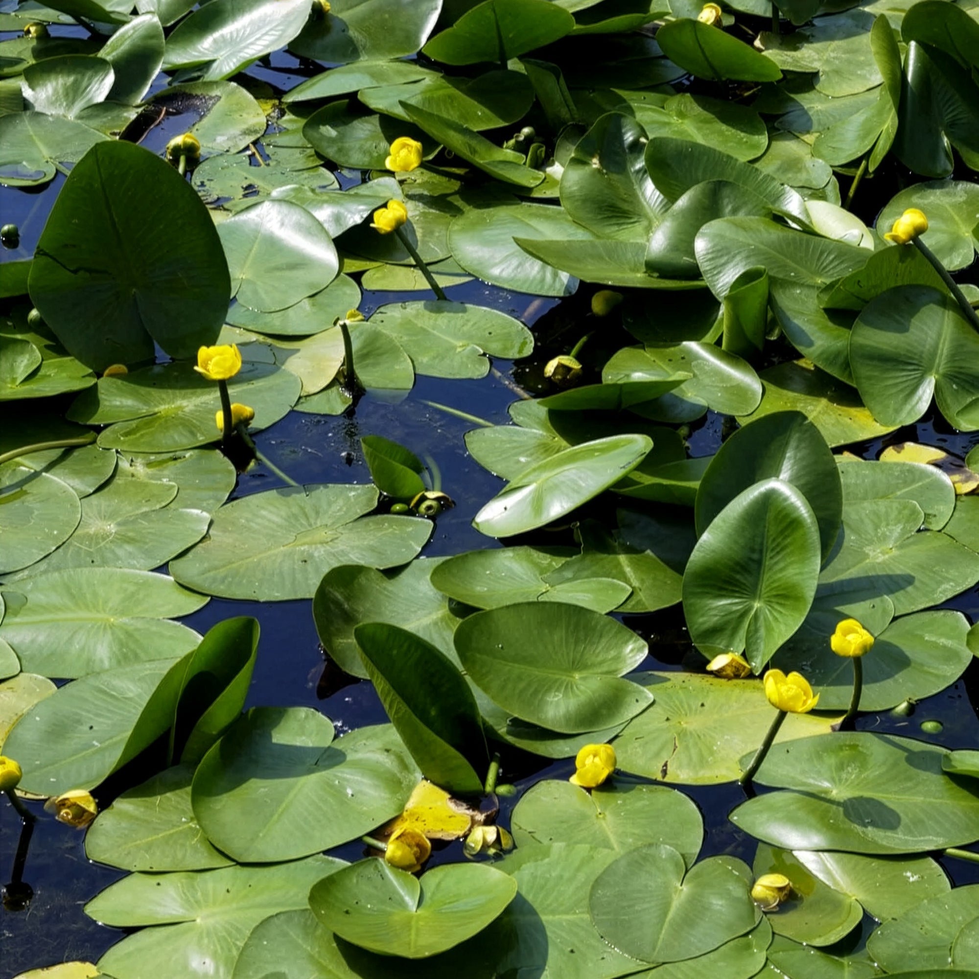 Bakker Bassin Nénuphar commun Nuphar lutea pot Ø 9cm jaune