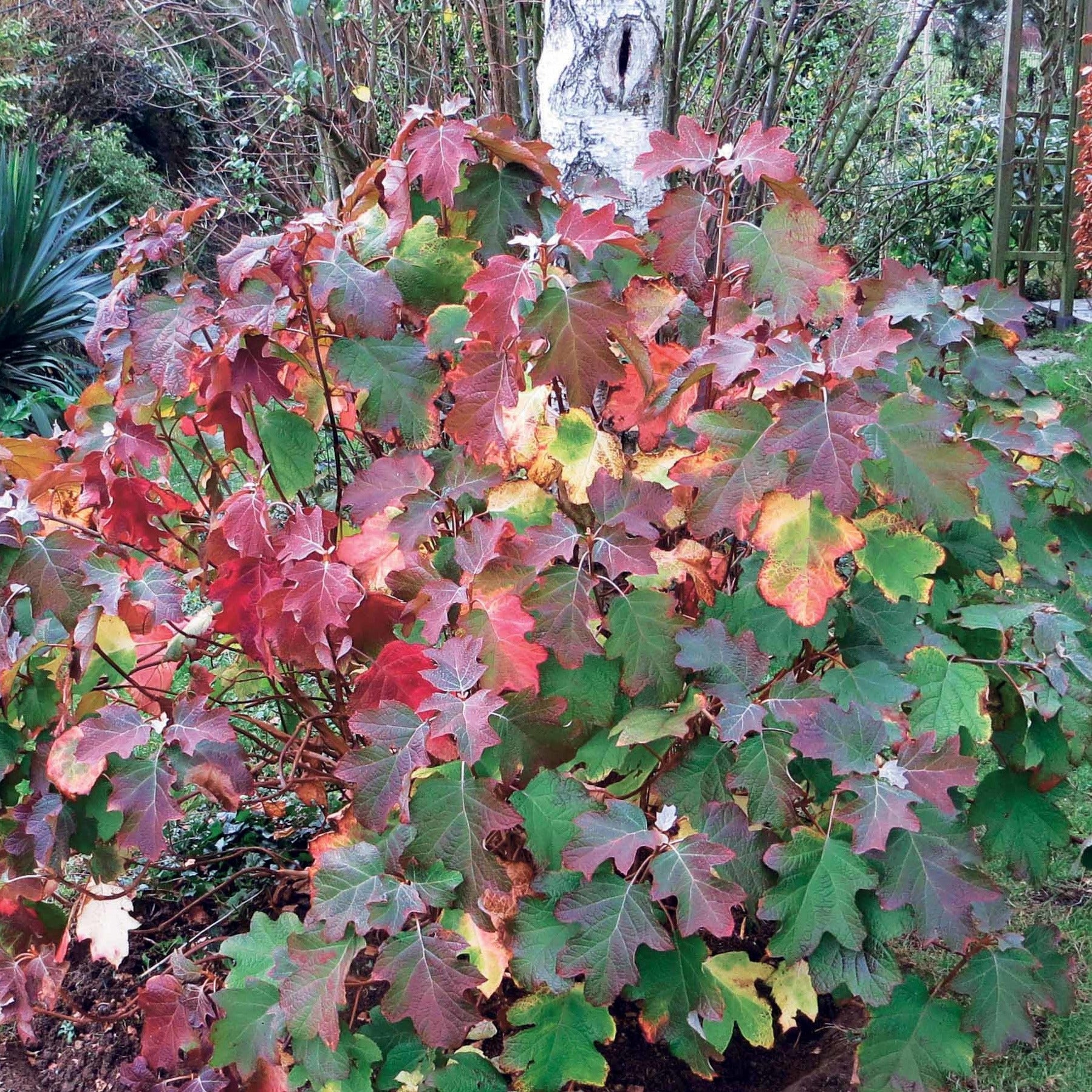 Bakker Hortensia feuilles chêne arbuste pot 2L