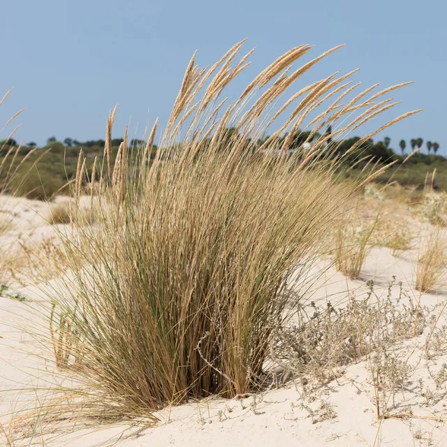 Bakker Oyat Roseau des sables graminée pot 9cm dune