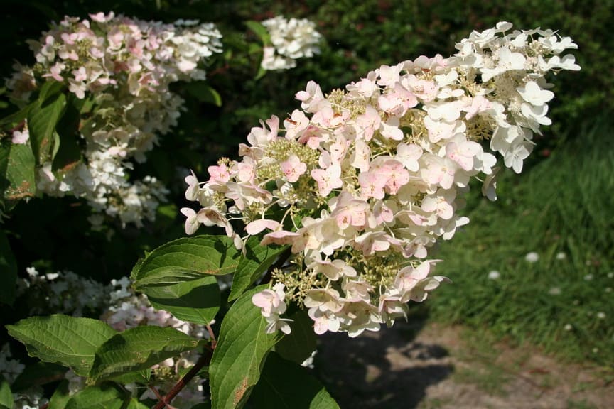 Les Hortensias du Haut Bois Unique hortensia paniculé blanc rustique