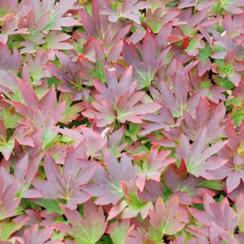 Bakker Lierre de Mandchourie Karasuba vivace pot 9cm feuillage rouge