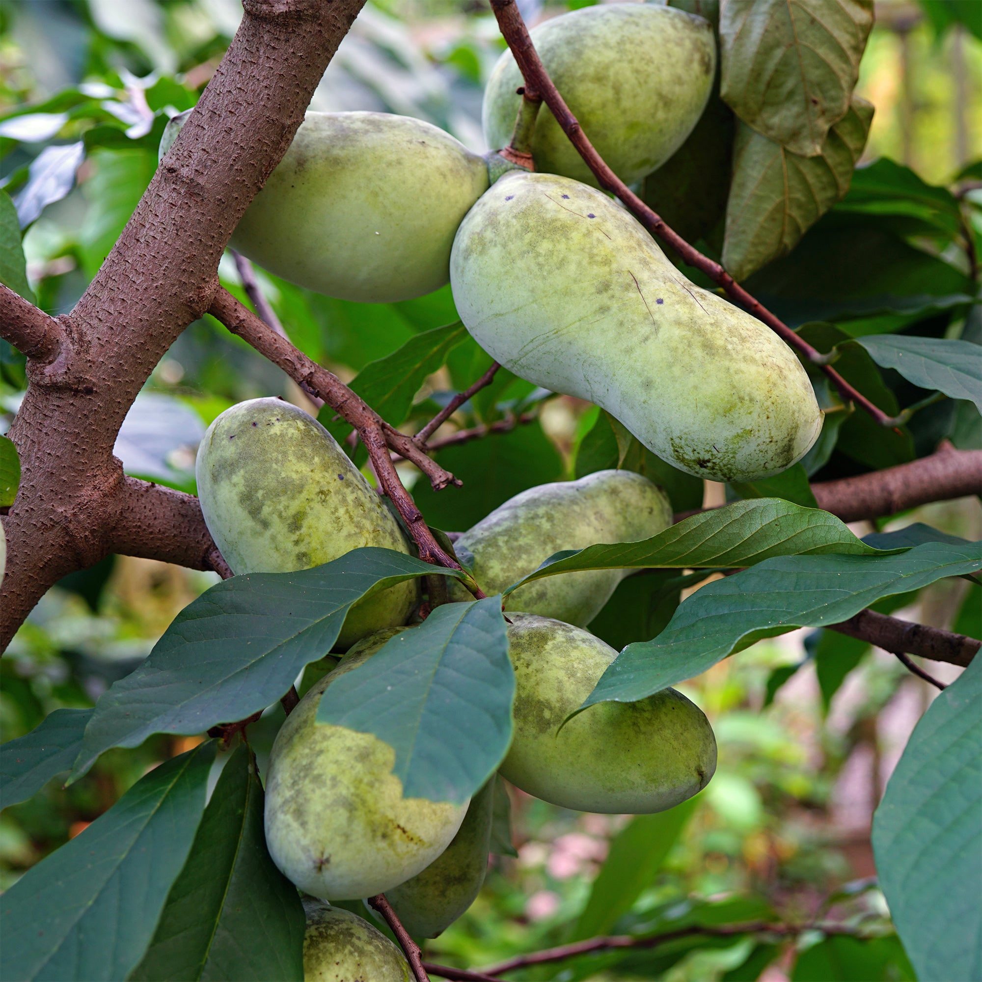 Bakker Fruitiers Asiminier Triloba arbre fruitier 3L 80-100cm
