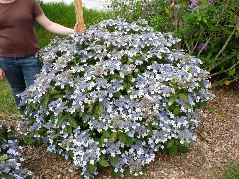 Les Hortensias du Haut Bois Japonica Coerulea hortensia serrata