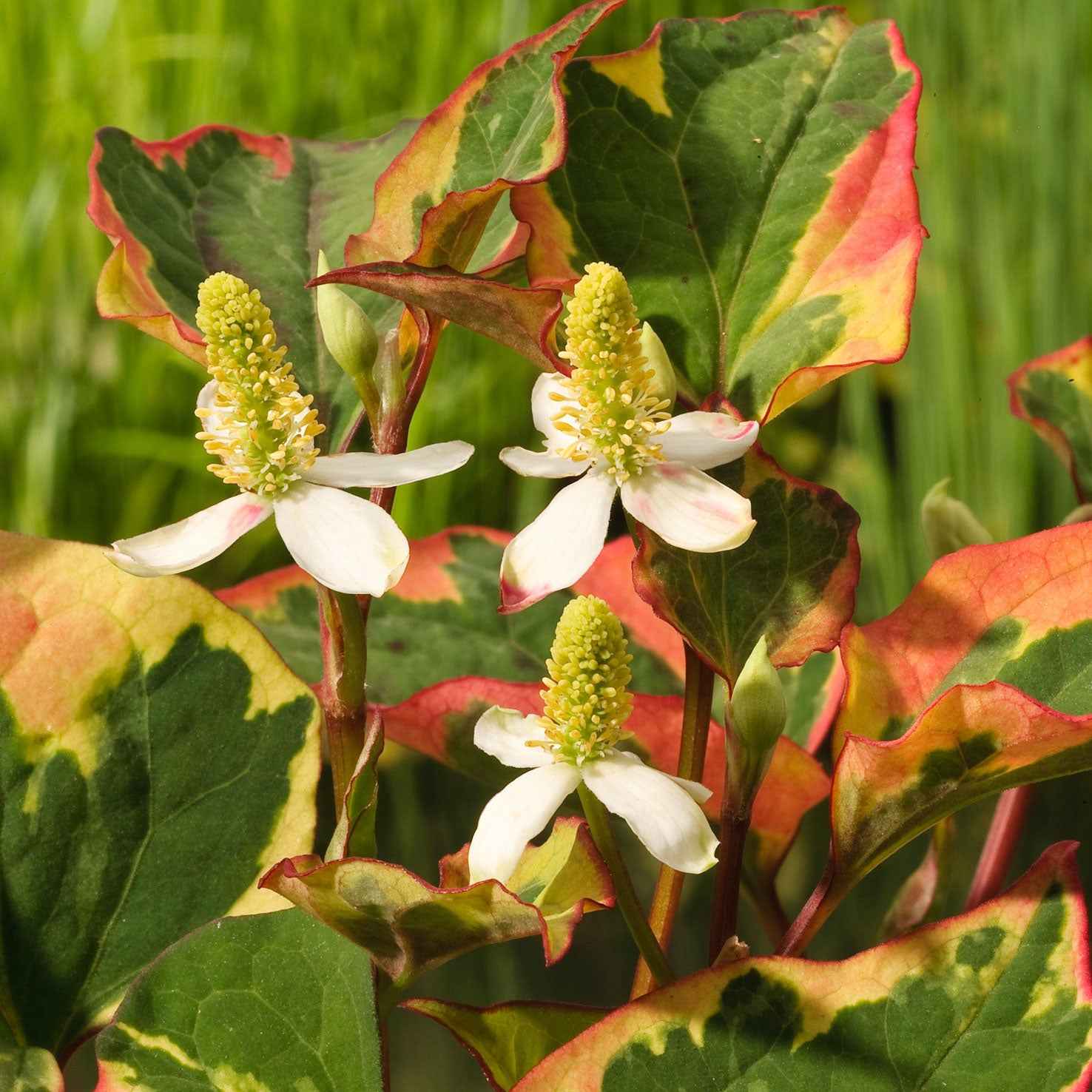 Bakker Plantes de bassin Houttuynia cordata Chameleon plante de bassin pot 9cm