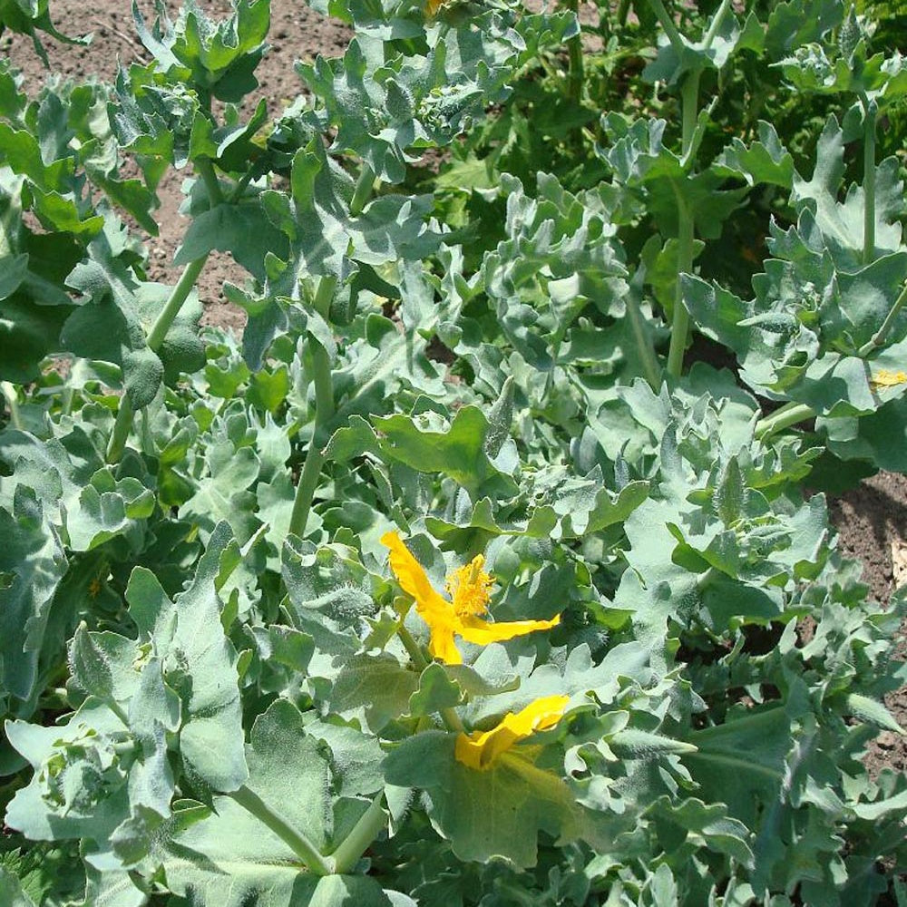 Bakker Pavot cornu Glaucium flavum vivace pot 8cm