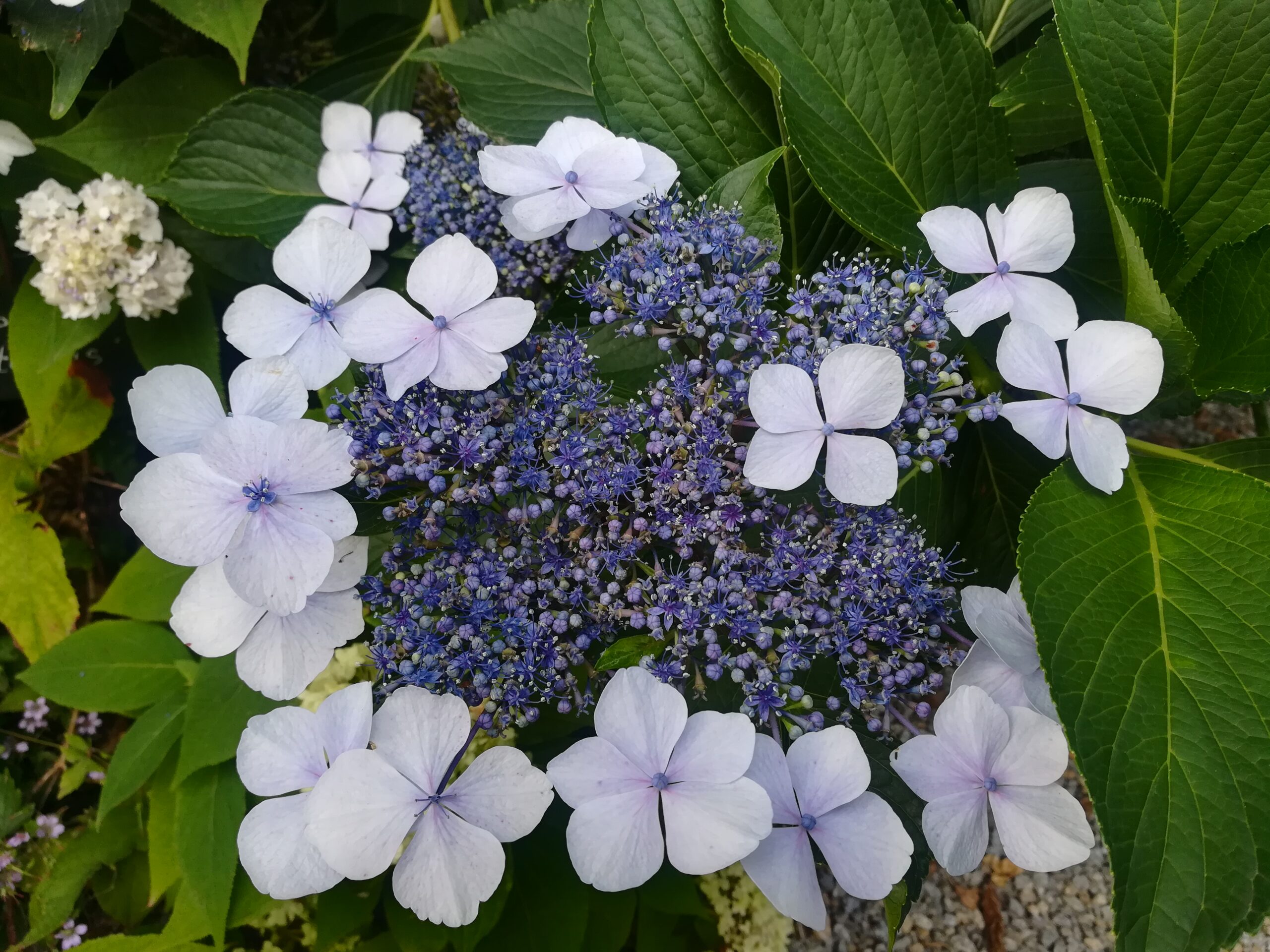 Les Hortensias du Haut Bois Hatsushimo hortensia fleurs plates