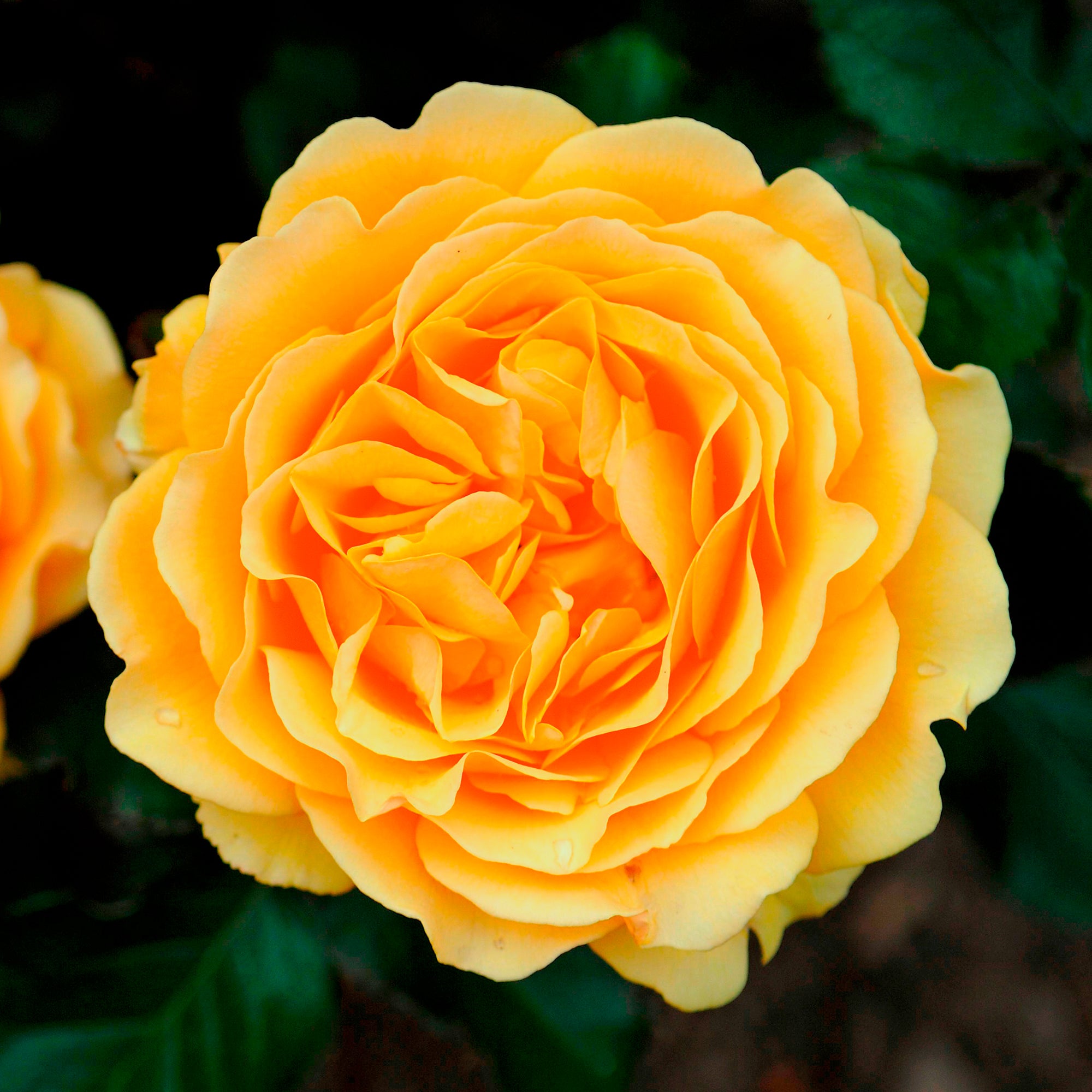 Bakker Rosier Amber Queen rosier buisson pot 3L jaune ambré