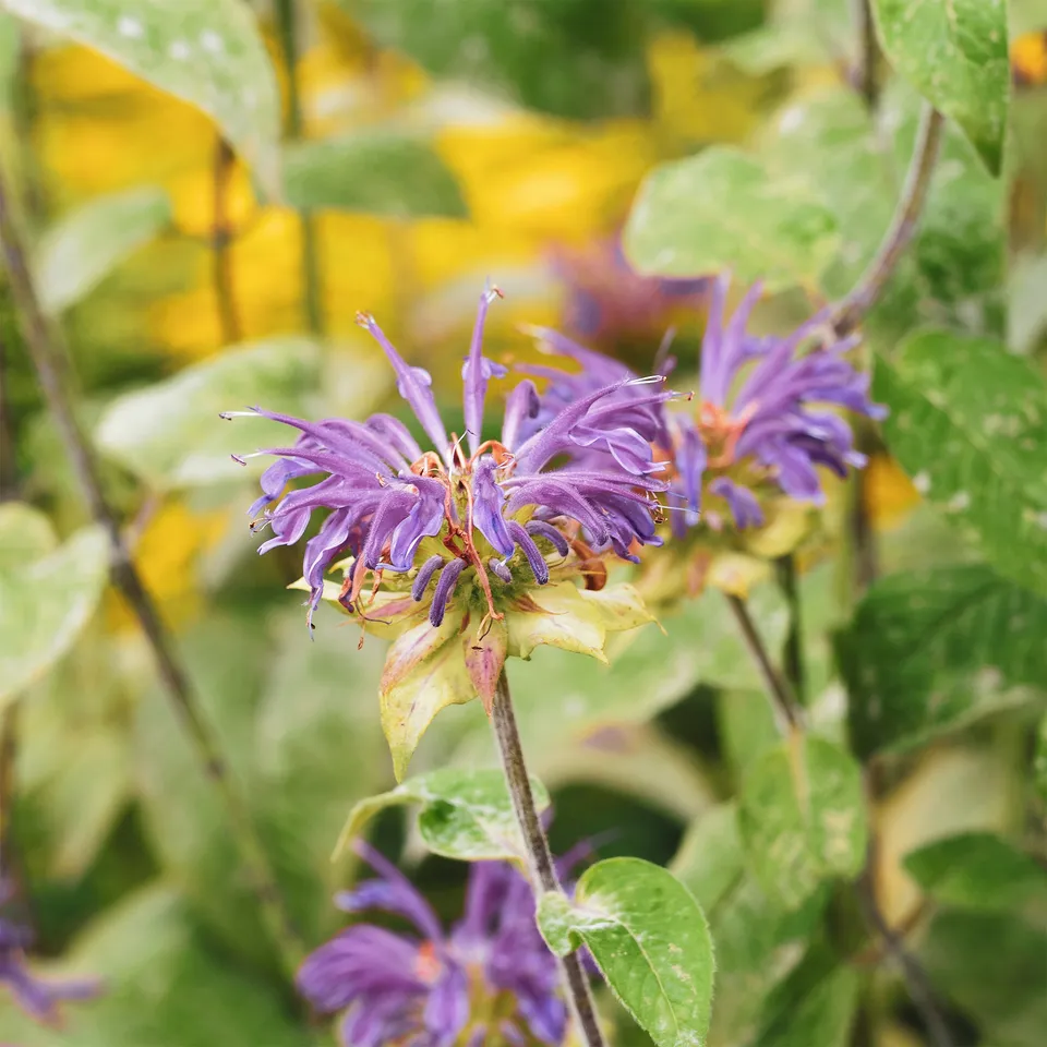 Bakker Monarde menthe plante vivace pot 9cm violette
