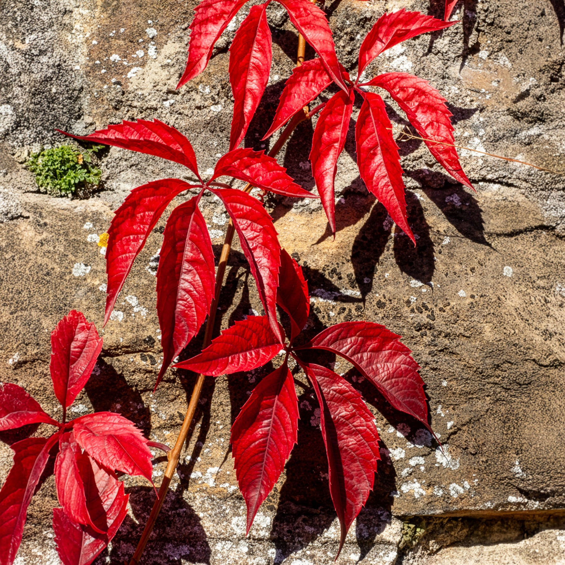 Bakker Vigne vierge Red Wall plante grimpante pot 1.5L feuillage rouge
