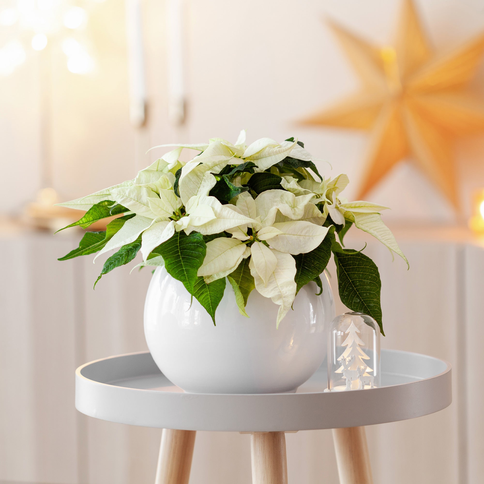 Bakker Poinsettia Blanc plante intérieur pot 10,5cm