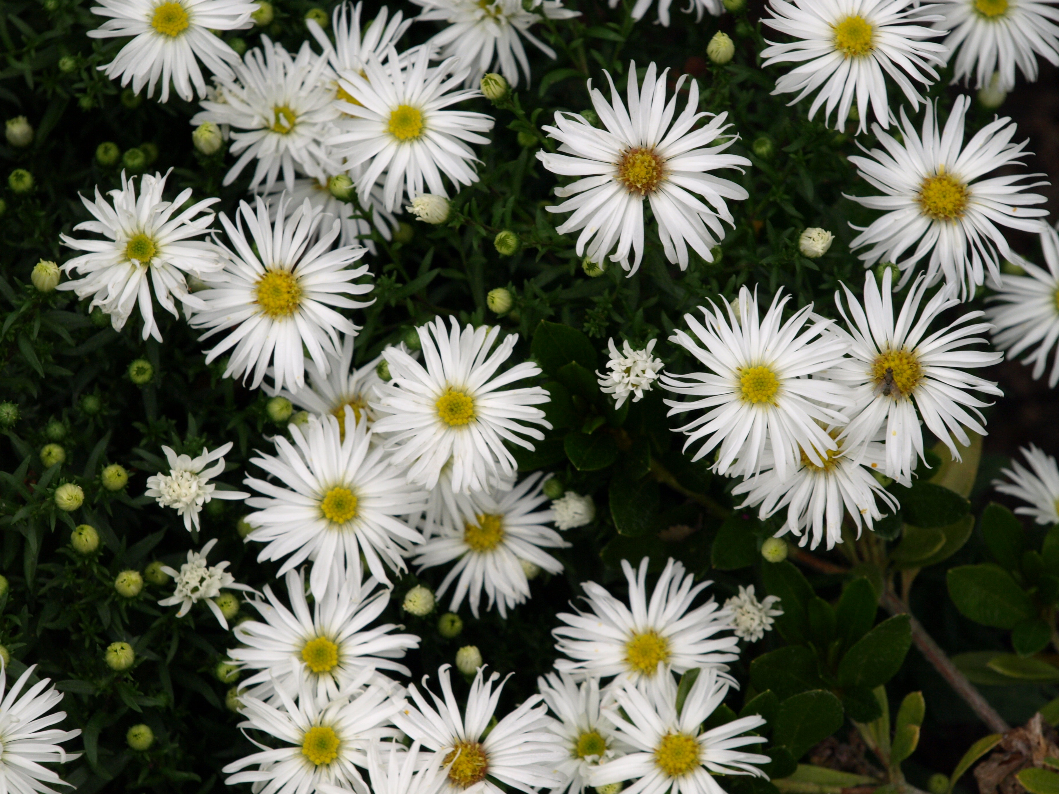 Passion Vivaces ASTER dumosus Christina aster vivace godet blanc