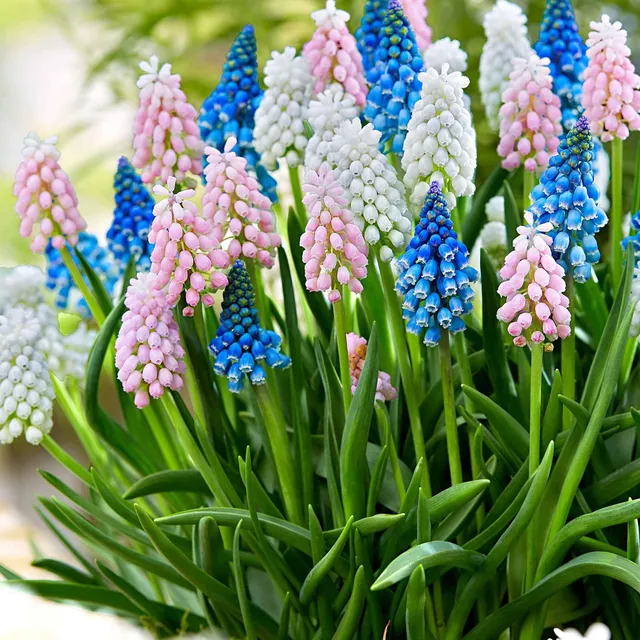 Bakker Muscaris mélange bulbes fleurs sachet 25 multicolore