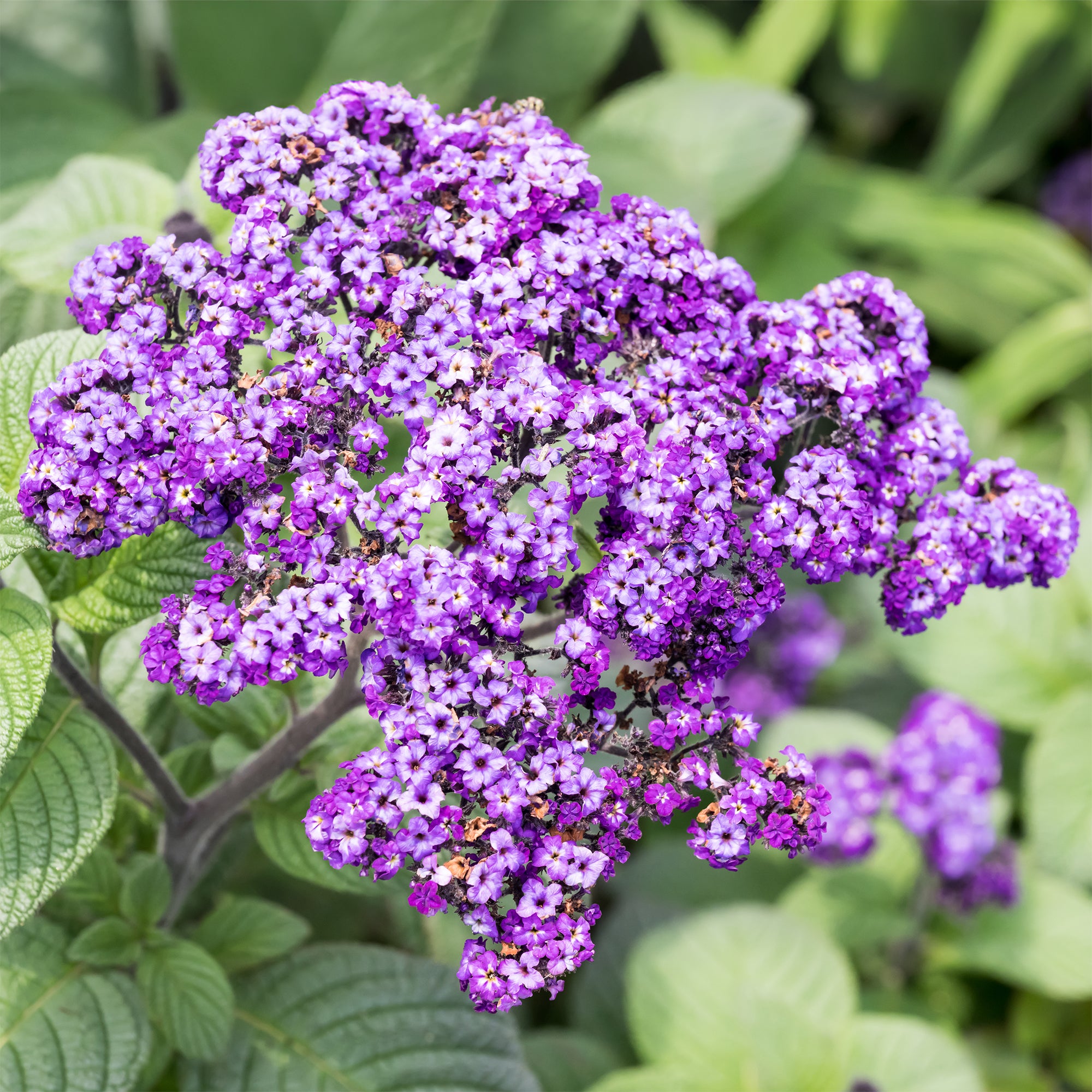 Bakker Héliotropes du Pérou plante terrasse 3 pots Ø10.5cm violet parfum